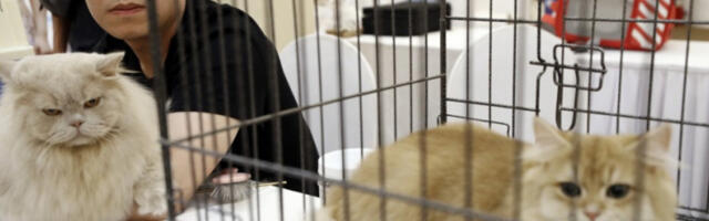 Вијетнам: Власти разбиле ланац крадљиваца мачака намењених људској исхрани