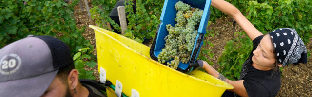 Francuska uništava svoje vino