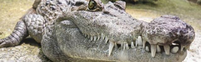 Jedna žena umrla, još dve osobe povređene u napadima aligatora na Floridi
