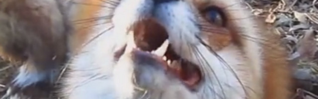 Jedu šta stignu, a rep im služi za komunikaciju