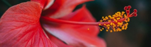 KAKO DA HIBISKUS OPSTANE TOKOM LETA? Evo nekoliko saveta koji će vam pomoći!