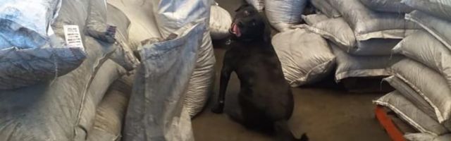 Borba za dominaciju i saveznike