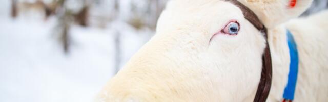 Malo ko zna šta je tapetum lucidum: Jedinstvena osobina očiju irvasa, ima veze sa vukovima i lišajevima