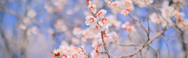 Procvetale voćke, prelepi pupoljci se pojavili na drveću: STIŽE NAM PROLEĆE!