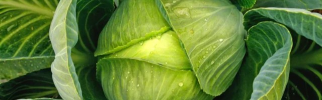 Da li ste znali da je kupus pravo skladište vitamina