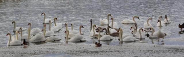 РХМЗ: На Дунаву, Тиси и Тамишу ледоход и ледостај, време у Србији променљиво и сунчано