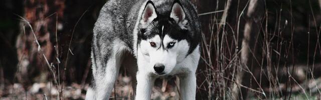 VIDEO: Haski se tokom šetnje slučajno predozirao kokainom