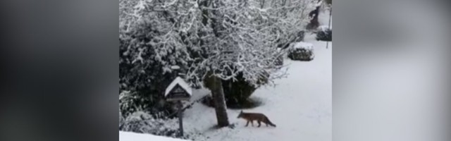 Lisica u snegu u dvorištu: Mačke ne trepću (VIDEO)