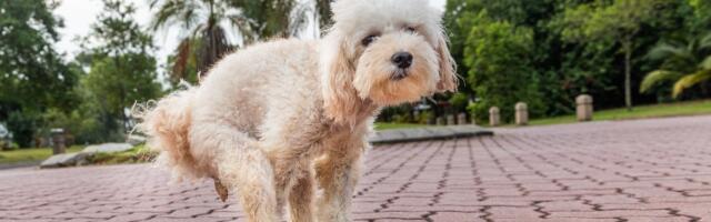 Kako da zaradite bogatstvo prodajom sopstvenog izmeta?