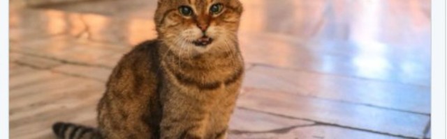 NAPUSTILA NAS I GLI: Čuveni simbol Aja Sofije uginuo