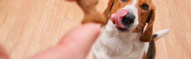 Otkrijte koliki je IQ vašeg psa: 5 testova koji pokazuju njegovu pamet