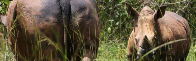 Након четири деценије чекања први бели носорози поново у дивљини