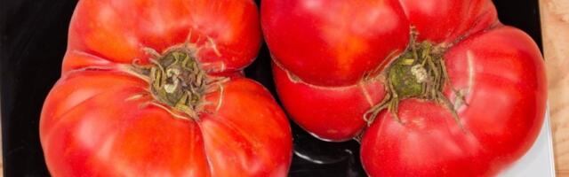 Veliki i krupan paradajz crven kao rubin: Potpuno domaći bez hemije i daje odličan prinos