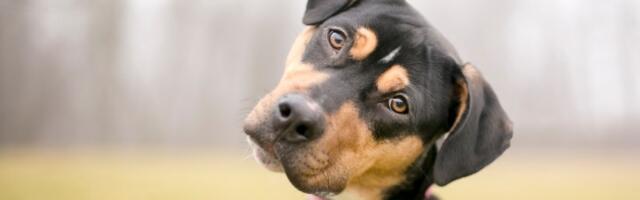 Haos u stanu! Pas se ušunjao među kutije, pa izazvao požar - vatrogasci odmah reagovali (VIDEO)