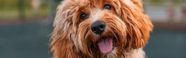 Ljudi potpuno pogrešno tumače emocije svojih pasa: Nova studija otkriva velike zablude