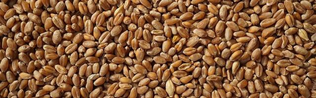 FAO: Svetske cene hrane porasle drugi mesec zaredom