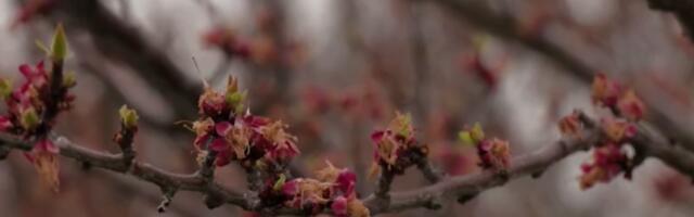 Uveli grejanje u voćnjak: Nije šala, biće kajsija kod Govedarica