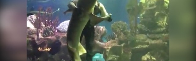 SAMO U RUSIJI: Ronilac pleše sa ajkulom (VIDEO)