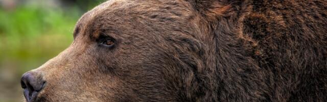 Јапански град повукао упозорење о медведу због лажне АИ фотографије