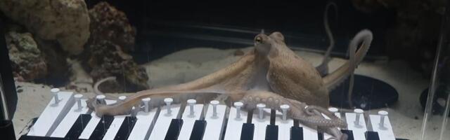 Eksperiment koji je iznenadio svet: Muzičar naučio HOBOTNICU da SVIRA KLAVIR, snimak za nevericu