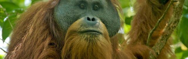 Bojazan da su poslednje jedinke najugroženijeg orangutana na svetu stradale u poplavama na Sumatri