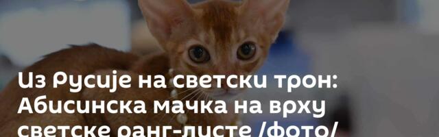 Из Русије на светски трон: Абисинска мачка на врху светске ранг-листе /фото/