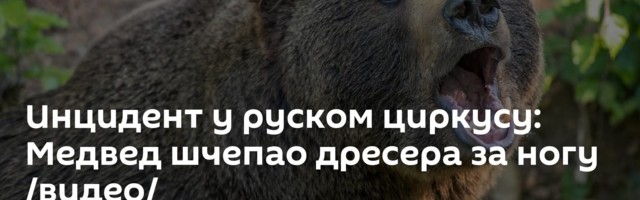 Инцидент у руском циркусу: Медвед шчепао дресера за ногу /видео/