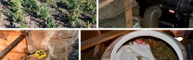 UZGAJAO KANABIS I DRŽAO NELEGALNU PUŠKU! Veliko otkriće i hapšenje u Vranju! (FOTO)