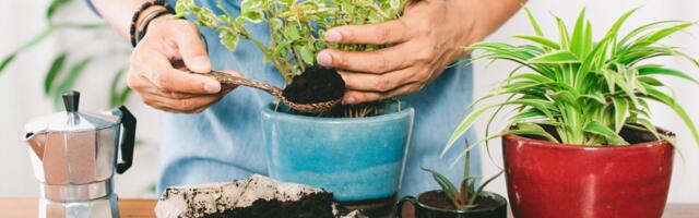 Ovih 5 biljaka obožava soc od kafe: Ako ga pravilno koristite, cvetaće kao nikad