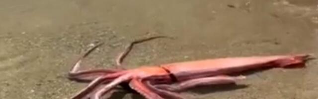 U Japanu po prvi put iz mračnih dubina isplivala živa džinovska lignja