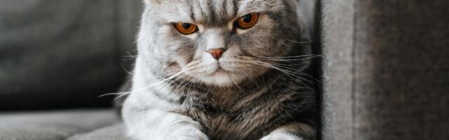 Predstavljen prvi pametni telefon za pse i mačke – i nije šala!