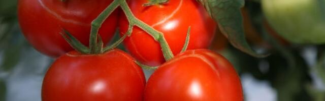Kako uzgajati DŽINOVSKI paradajz? 6 malih tajni za najveće plodove ikada