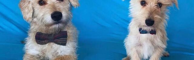 Ako ste spremni da sebi za Novu godinu poklonite ljubav i nežnost, MARKO i SRĐAN čekaju baš vas