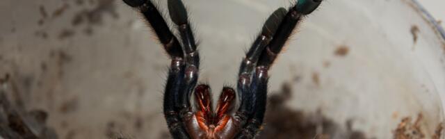 Držao 150 tarantula kao ljubimce: Evo šta su nadležni zatekli u kući - da se naježiš!