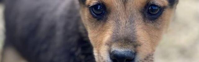 "Molimo svedoke da se jave" Srpski grad potresao JEZIVI DOGAĐAJ kod dečjeg igrališta: Traga se za 2 žene