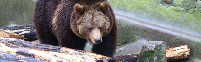Hit snimak sa Jadovnika: Medved pio vodu, pa se brčkao u rezervoaru!
