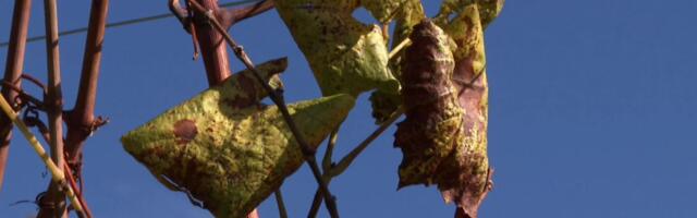 Vinograde poharala zlatna žutica: "Ko bi izmislio lek, momentalno bi bio milioner"