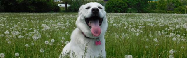 On je ROĐAK KANGALA i zovu ga "bela glava": Akbaš iz Turske NE SME imati dlaku druge boje osim bele