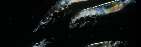 Najveće migracije životinja na planeti dešavaju se u okeanima tokom svake noći