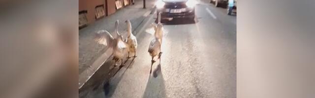 Odbegle guske blokirale saobraćaj - neverovatna situacija u centru Čačka (VIDEO)