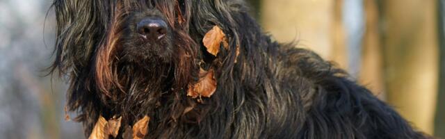 Nikad nećete pogoditi koju rasu je NAJTEŽE ošišati: Ovaj pas pokriven je sa čak TRI SLOJA različite dlake