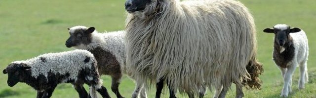 BEZOBRAZLUKU NEMA KRAJA! U vreme policijskog časa ukrali ovcu, ispekli je i pojeli!