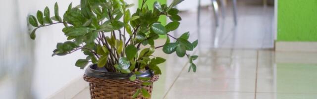 Kupaćete se u parama: Samo na ovom mestu u kući zamija privlači novac kao luda