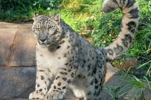 Невакцинисани леопард заражен коронавирусом у зоо-врту у Сан Дијегу