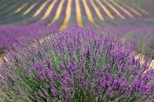 Лаванда за добар сан и растерећен ум