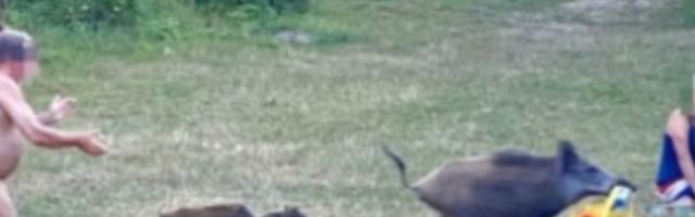 Divlja svinja sa mladuncima mu ukrala torbu, a on krenuo da je juri POTPUNO GO! (FOTO)