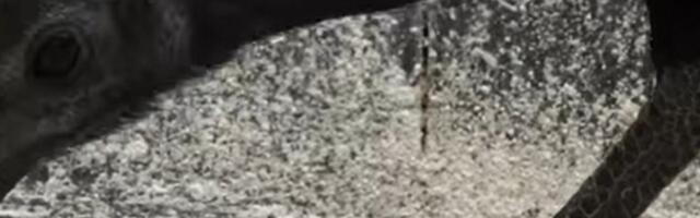 POSEBNA KOKA NE VIDI SE U MRAKU, KOŠTA KAO SVETOG PETRA KAJGANA! Sablasno izgleda, a krv im je CRNA - evo kakva jaja nosi, mada i ukus nije loš! (VIDEO)