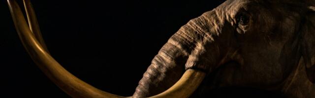 Mamut dolazi: Naučnici stvorili miševe sa dlakom mamuta – evo kako izgledaju