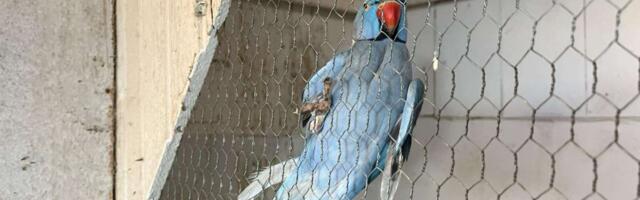 Pernato carstvo u čačanskom naselju Trnava: Milan ima na desetine ptica u svom neobičnom domaćinstvu, u srcu Srbije žive čak i egzotične vrste (FOTO)