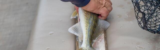 IZVUKAO "KAPITALCA" IZ JADRANA, PA ZANEMEO! Pogledajte šta je Matić pronašao u utrobi ribe, JEZIVA SCENA